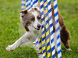 Dog Agility Slalom Poles Course